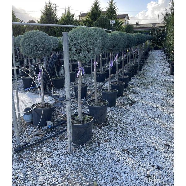 Oszlopos, kék arizoniai ciprusCUPRESSUS ARIZONICA FASTIGIATA T1/2 K25