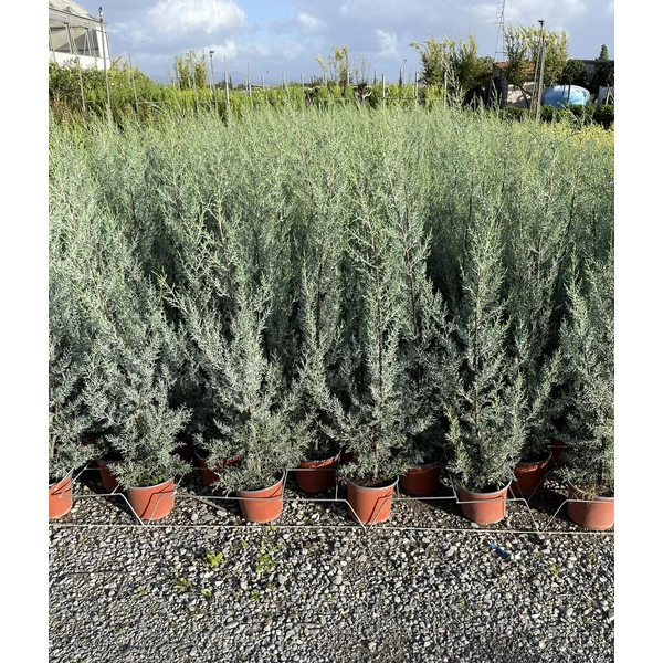 Oszlopos, kék arizoniai ciprus CUPRESSUS ARIZONICA FASTIGIATA 60/80 K3