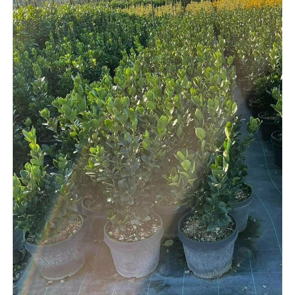 Japán kecskerágó  EUONYMUS JAPONICUS 40/+ K9