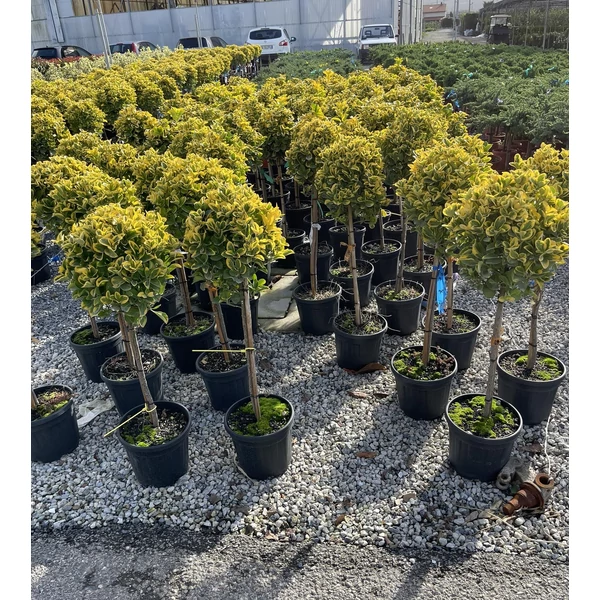 Japán kecskerágó  EUONYMUS JAPONICUS ELEGANTISSIMUS AUREUS T1/4 K7