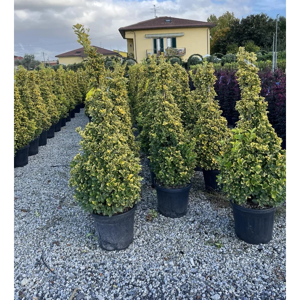Japán kecskerágó  EUONYMUS JAPONICUS BRAVO KÚP 125/+ K30