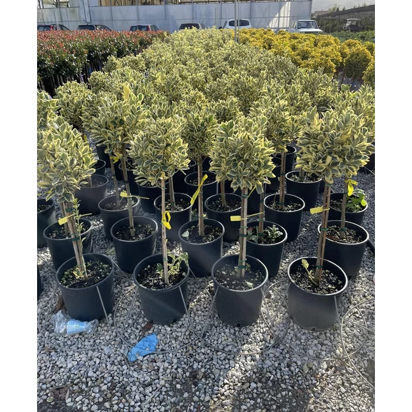 Japán kecskerágó  EUONYMUS JAPONICUS BRAVO T1/4 K9