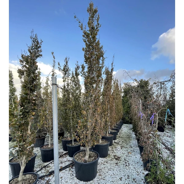 Oszlopos vérbükk   FAGUS SYLVATICA DAWYCK PURPLE 400/450 K150