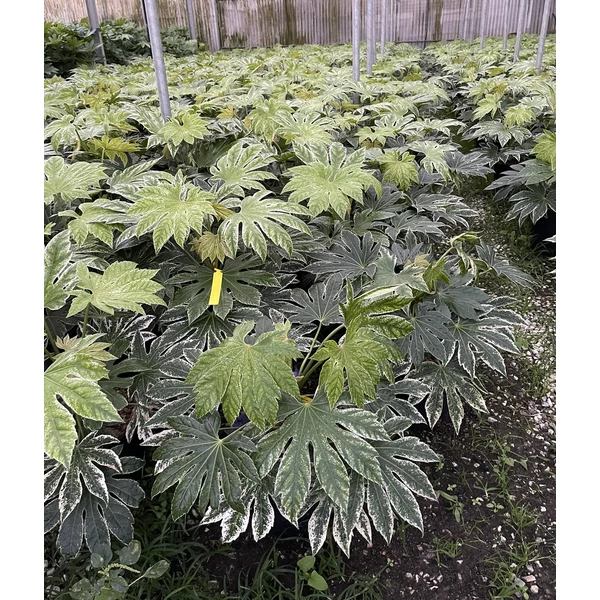 Japán arália FATSIA JAPONICA SPIDER'S WEB K9