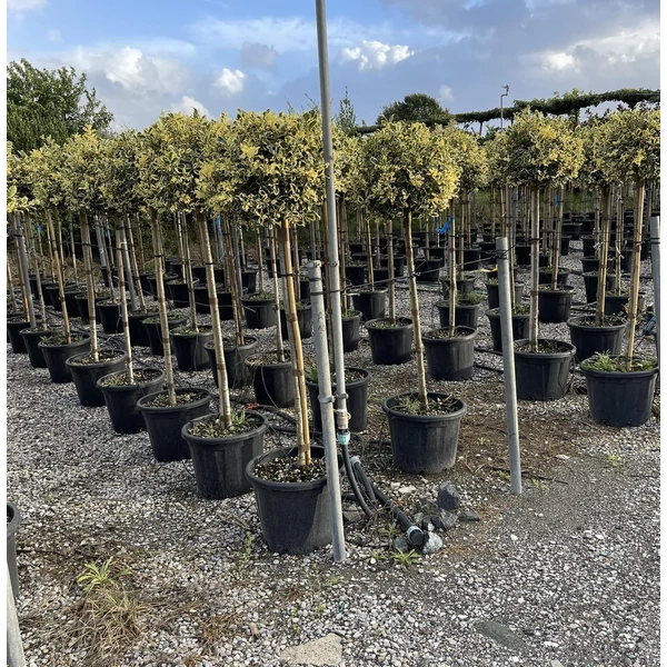 Közönséges magyal   ILEX AQUIFOLIUM ARGENTEOMARGINATA T100 45/50 GÖMB K30