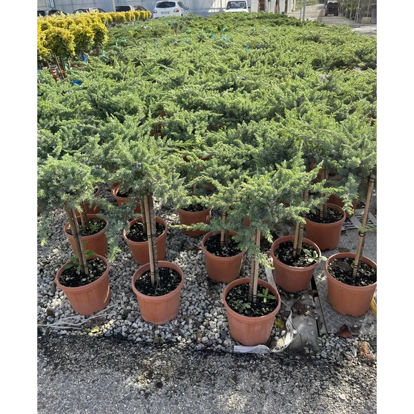 Fövenyboróka  JUNIPERUS CONFERTA fajták T1/4 K5