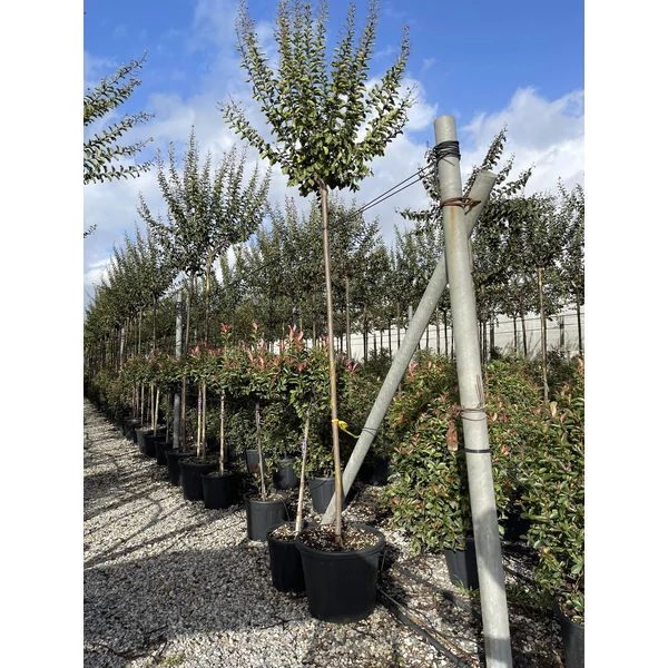 Kínai selyemmirtusz   LAGERSTROEMIA INDICA T200 10/12 K45