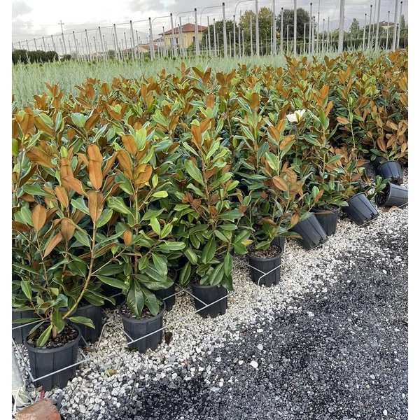 Örökzöld liliomfa  MAGNOLIA GRANDIFLORA GALLISONIENSIS K9