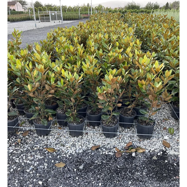 Örökzöld liliomfa   MAGNOLIA GRANDIFLORA GALLISONIENSIS PRAECOX K5
