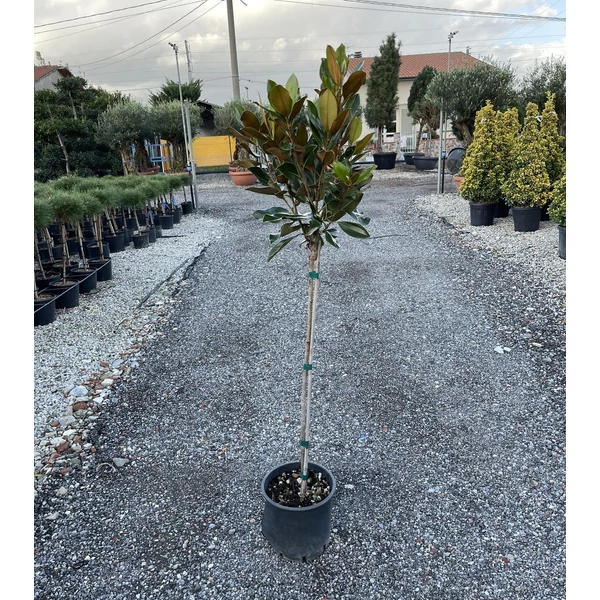 Örökzöld törpe liliomfa MAGNOLIA GRANDIFLORA LITTLE GEM T1/2 K9