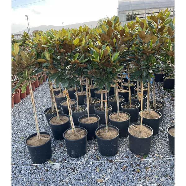 Örökzöld törpe liliomfa MAGNOLIA GRANDIFLORA LITTLE GEM T1/4 K9