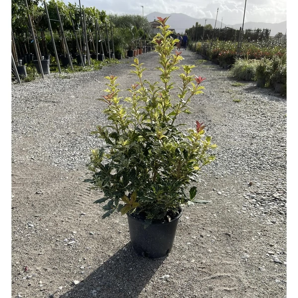 Felemáslevelű illatcserje   OSMANTHUS TRICOLOR K3