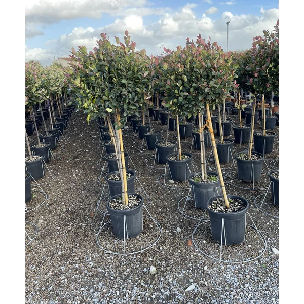 Örökzöld korallberkenye PHOTINIA FRASERI LITTLE RED ROBIN T1/2 50/60 GÖMB K20