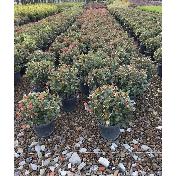 Örökzöld korallberkenye PHOTINIA FRASERI LITTLE RED ROBIN GÖMB K9