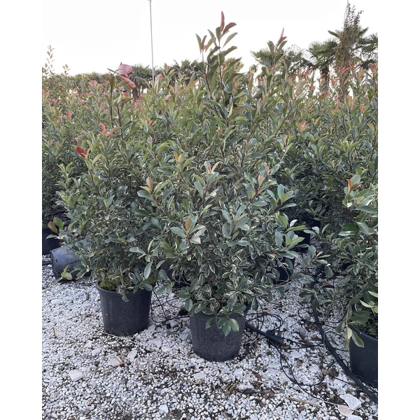 Örökzöld korallberkenye PHOTINIA FRASERI PINK MARBLE 125/150 K30