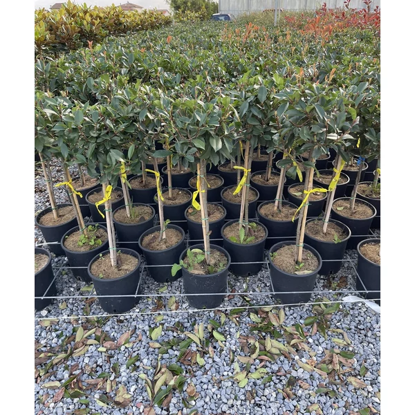 Örökzöld korallberkenye PHOTINIA FRASERI RED ROBIN T1/4 K7