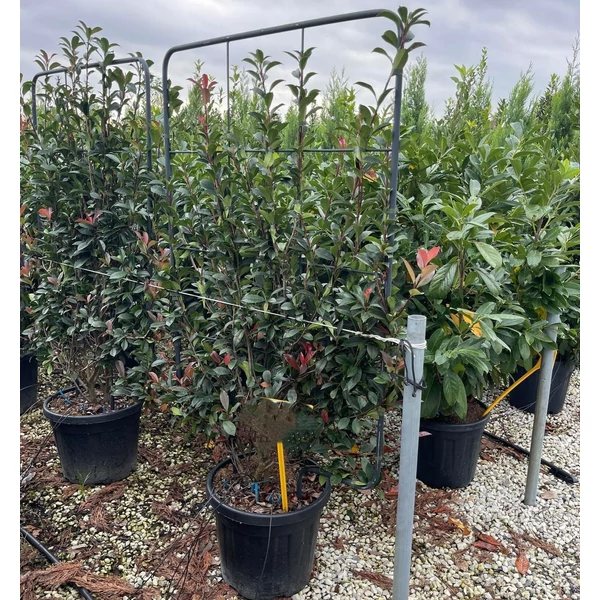 Örökzöld korallberkenye PHOTINIA FRASERI COMPACTA FAL 160x110 K55