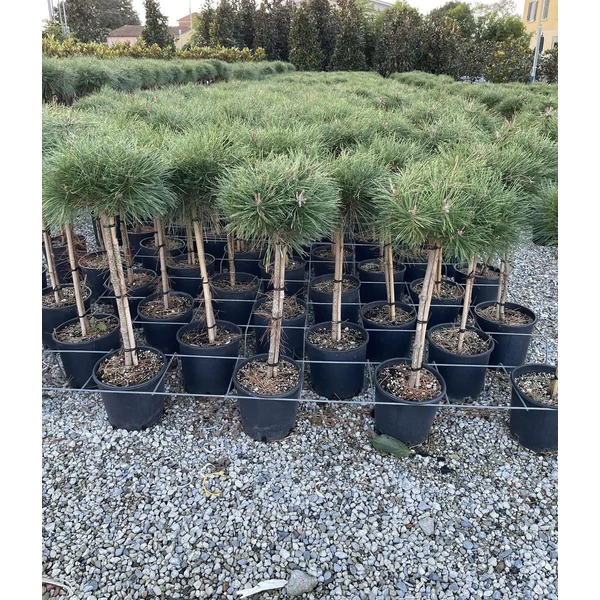 Japán fehérfenyő   PINUS BREVIFLORA T60 K10                             