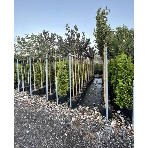 Vöröslevelű díszcseresznye   PRUNUS SERRULATA ROYAL BURGUNDY T200 8/10 K25