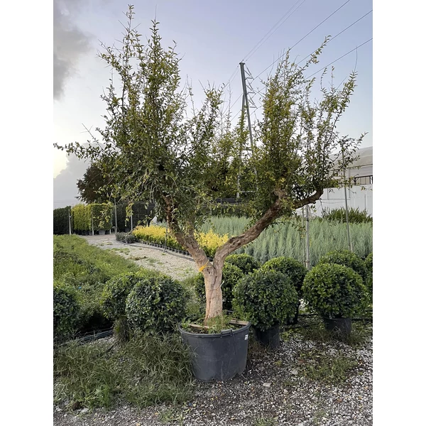 Gránátalma PUNICA GRANATUM T1/2 EXTRA K160
