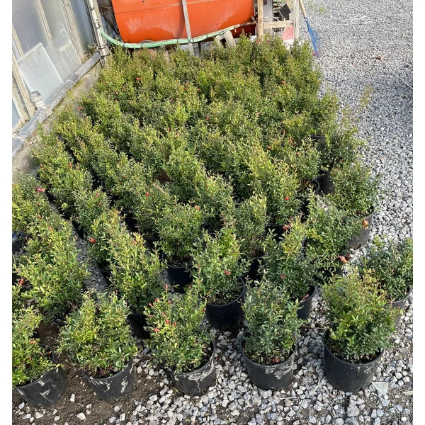 Gránátalma PUNICA GRANATUM NANUM K3