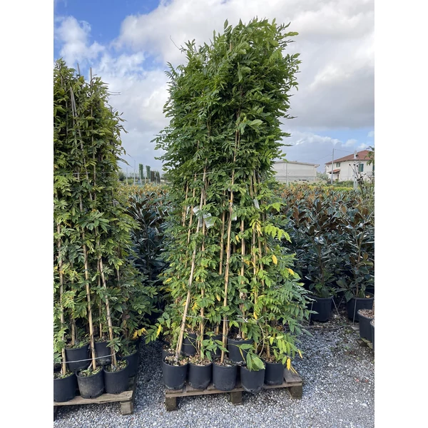Lilaakác   WISTERIA FAJTÁK 180/200 K3