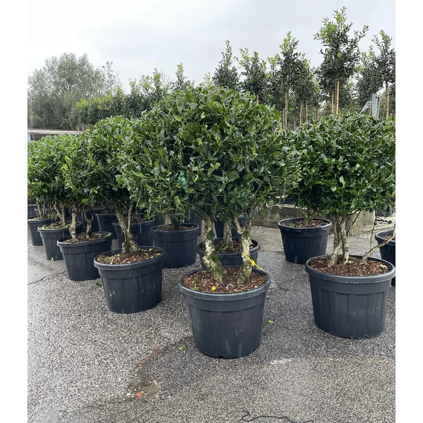 Közönséges magyal  ILEX MUTCHAGARA NELLIE R. STEVENS KÉT TÖRZSES 100/+ K110