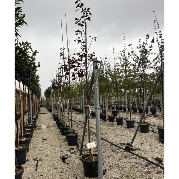 Vöröslevelű korai juhar  ACER PLATANOIDES CRIMSON KING T200 6/8 K30
