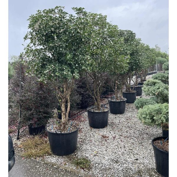 Felemáslevelű illatcserje OSMANTHUS AQUIFOLIUM TÖBBTÖRZSES K70