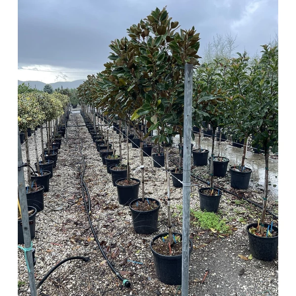 Örökzöld liliomfa   MAGNOLIA GRANDIFLORA LITTLE GEM T1/2 K18