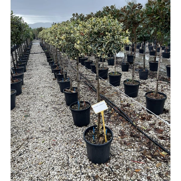 Közönséges magyal   ILEX AQUIFOLIUM ARGENTEOMARGINATA T1/2 K20