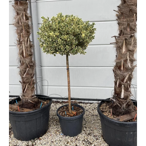 Közönséges magyal   ILEX AQUIFOLIUM ARGENTEOMARGINATA T1/2 80CM GÖMB K45