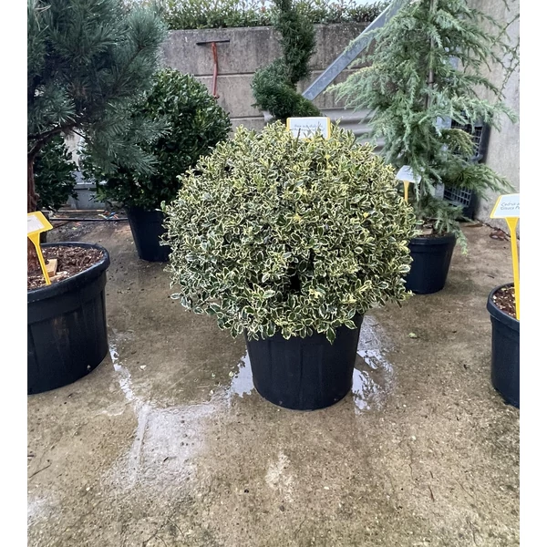 Közönséges magyal   ILEX AQUIFOLIUM ARGENTEOMARGINATA GÖMB 80/100 K35