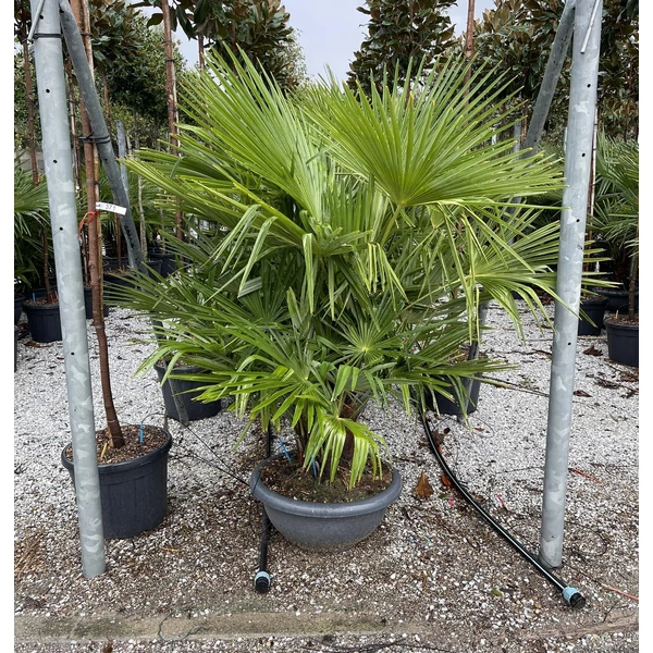 Kínai kenderpálma  CHAMAEROPS EXCELSA 3-5 TÖRZS BONSAI TÁLBAN