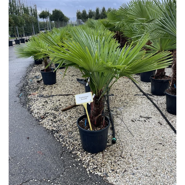 Kínai kenderpálma CHAMAEROPS EXCELSA T30/40