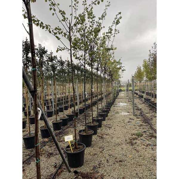 Közönséges júdásfa   CERCIS SILIQUASTRUM 8/10 K35