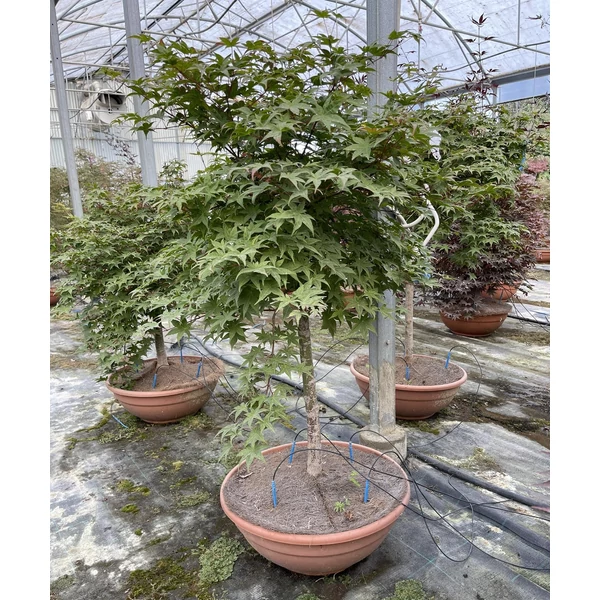 Japán juharACER PALMATUM DESHOJO BONSAI TÁLBAN K50