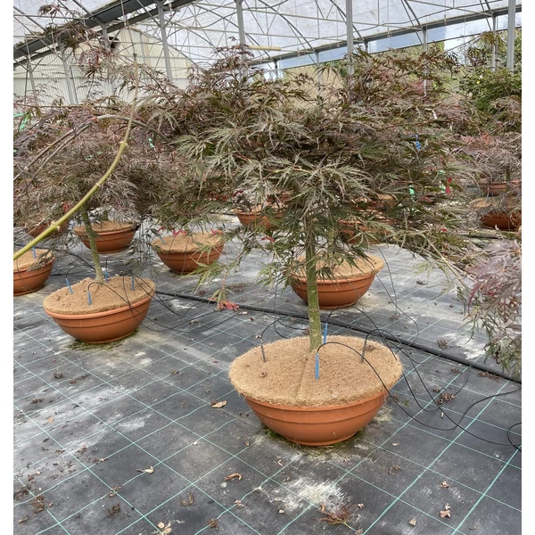 Szeldelt levelű japán juhar ACER PALMATUM DISSECTUM INABA SHIDARE BONSAI TÁLBAN K50