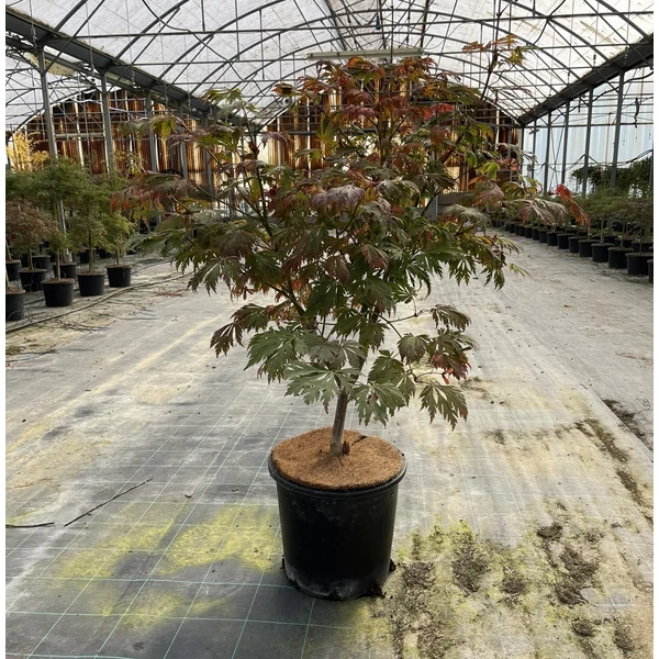 Japán juhar  ACER JAPONICUM ACONITIFOLIUM 160/+ K25