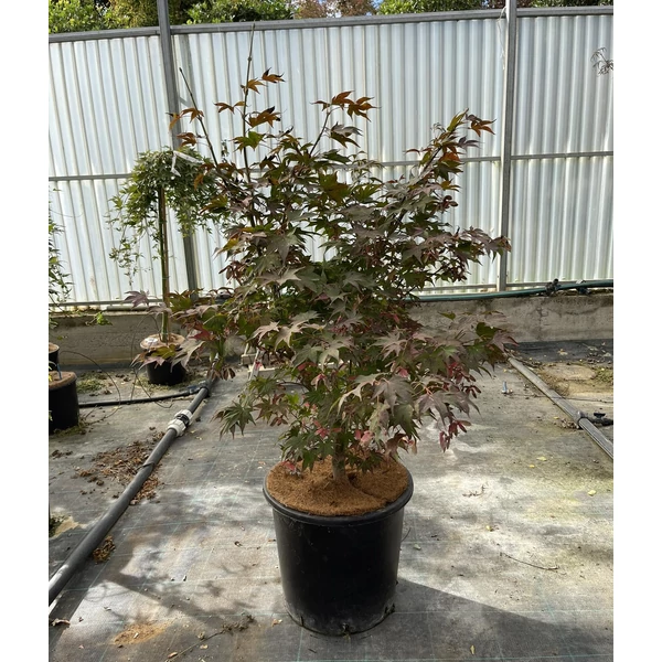 Japán juhar ACER PALMATUM OSAKAZUKI 160/+ K25