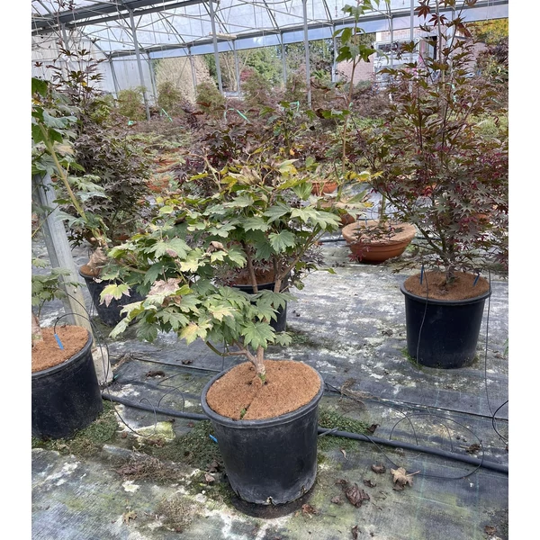 Japán juhar ACER JAPONICUM VITIFOLIUM 160/+ K25