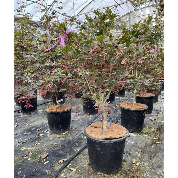 Japán juhar  ACER PALMATUM MASUKAGAMY 160/+ K25