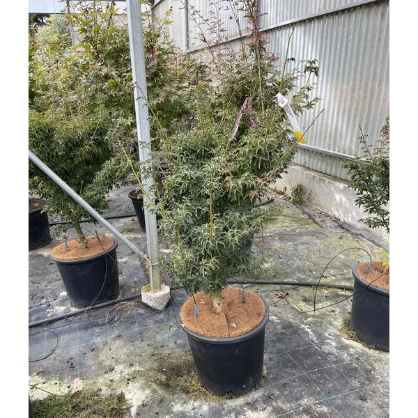 Japán juhar  ACER PALMATUM SHISHIGASHIRA 160/+ K25