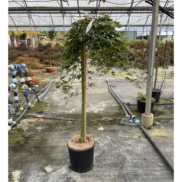 Japán juhar  ACER PALMATUM RYUSEN T80 K10