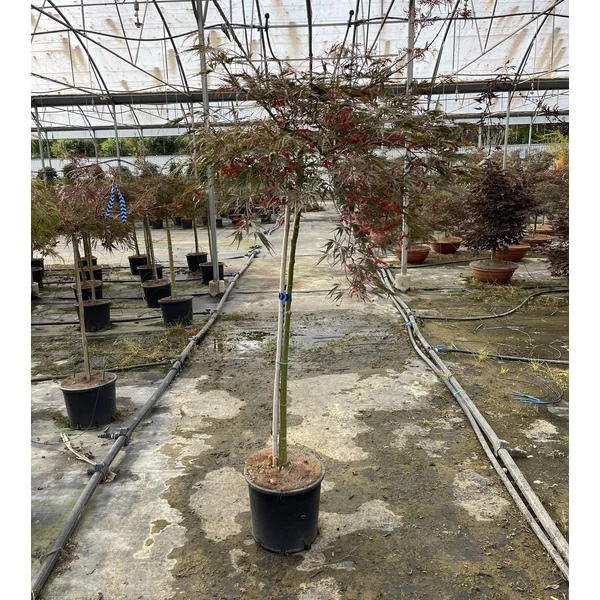 Szeldelt levelű japán juhar ACER PALMATUM DISSECTUM INABA-SHIDARE T100 K15