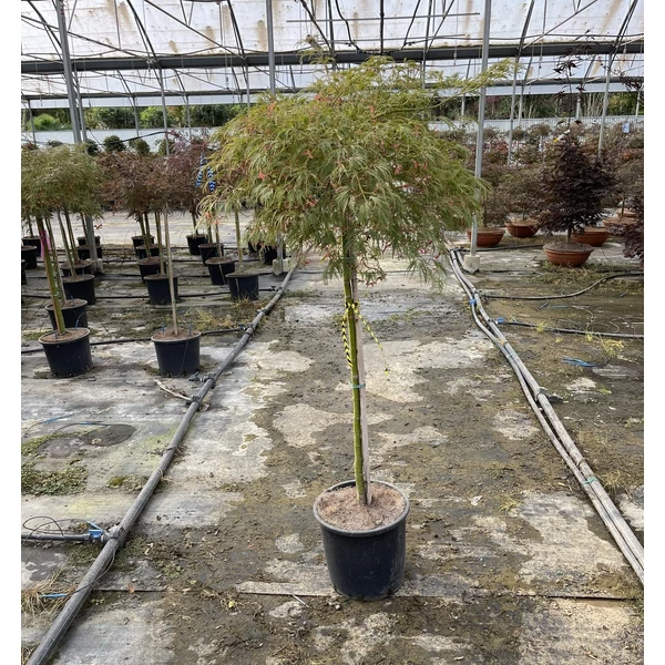 Szeldelt levelű japán juharACER PALMATUM DISSECTUM VIRIDIS T100 K15