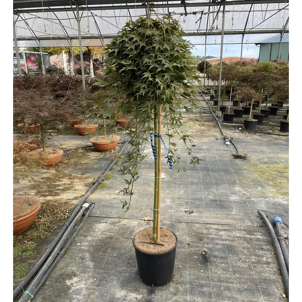 Japán juhar ACER PALMATUM RYUSEN T120 K15