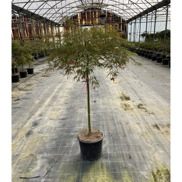 Szeldelt levelű japán juhar ACER PALMATUM DISSECTUM VIRIDIS T80 K12