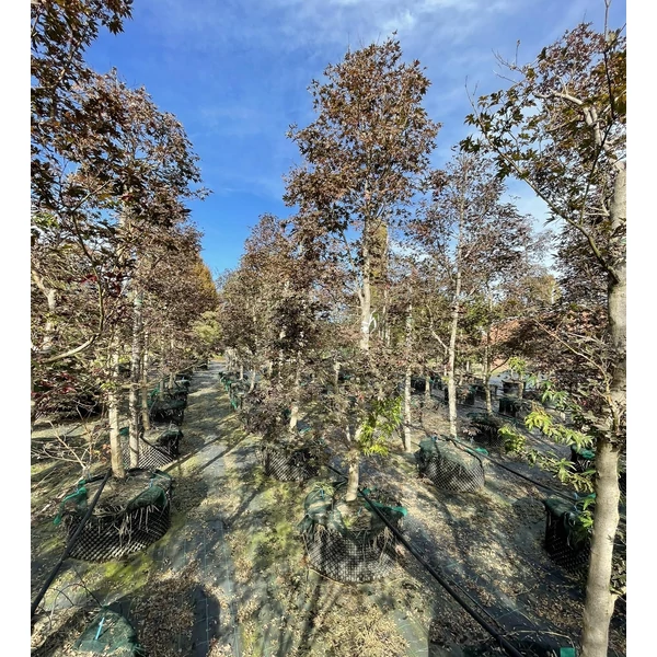 Japán juhar  ACER PALMATUM FIREGLOW OSZLOP 300/+ K285
