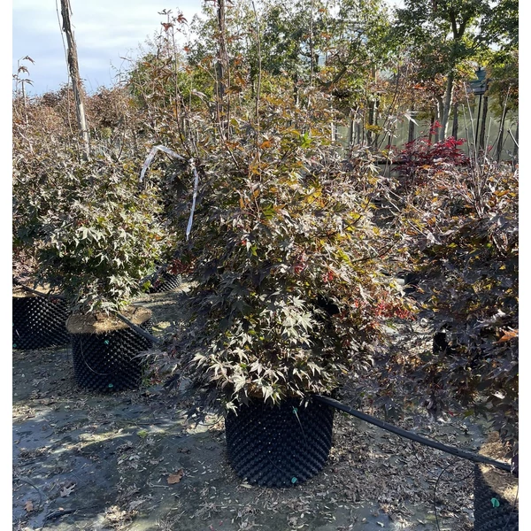 Japán juharACER PALMATUM FIREGLOW 200/+ K160